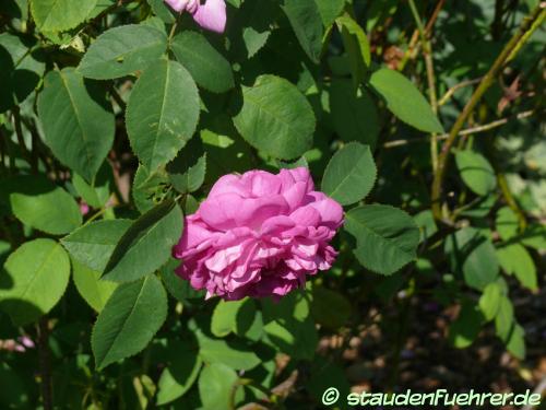 Image Rosa 'Reine des Violettes'