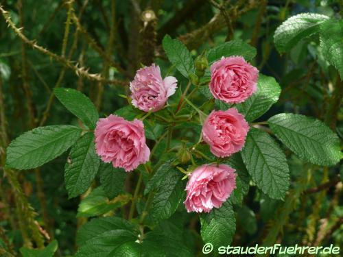 Image Rosa rugosa 'Pink Grootendorst'