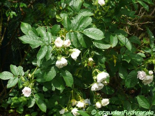 Bild Rosa rugosa 'Weiße Nelkenrose'