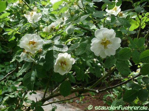 Image Rosa alba 'Semiplena'