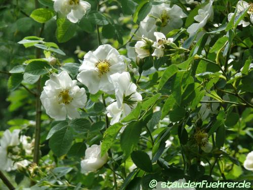 Image Rosa alba 'Semiplena'