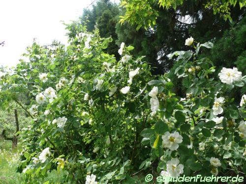 Image Rosa alba 'Semiplena'