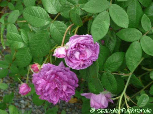 Bild Rosa centifolia 'Tour de Malakoff'