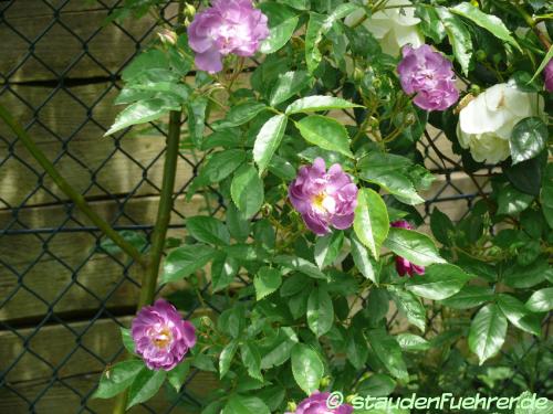 Bild Rosa multiflora 'Veilchenblau Kletterrose'