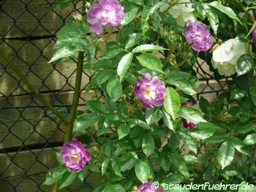 Bild Rosa multiflora 'Veilchenblau Kletterrose'