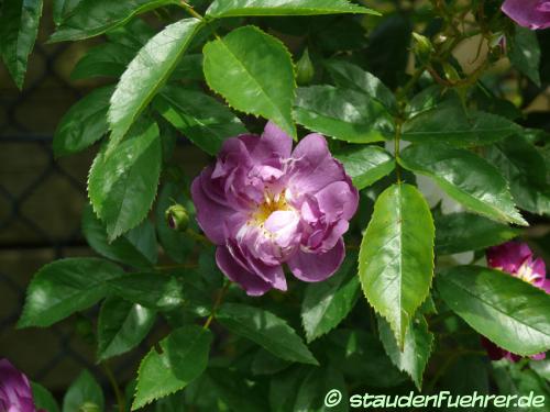 Image Rosa multiflora 'Veilchenblau Kletterrose'