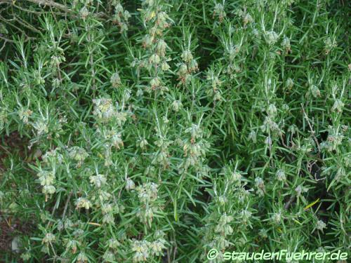 Bild Rosmarinus officinalis