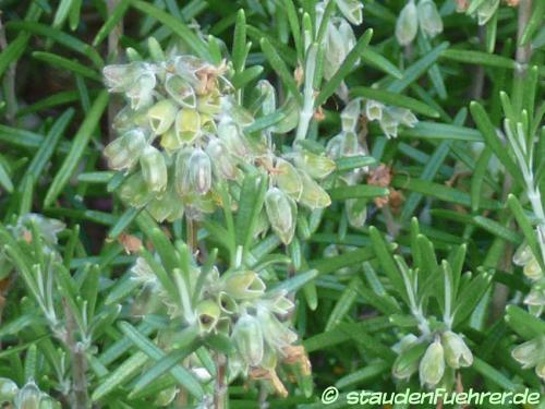 Bild Rosmarinus officinalis