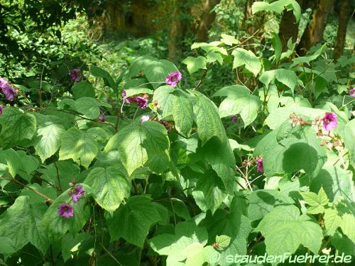 Image Rubus odoratus