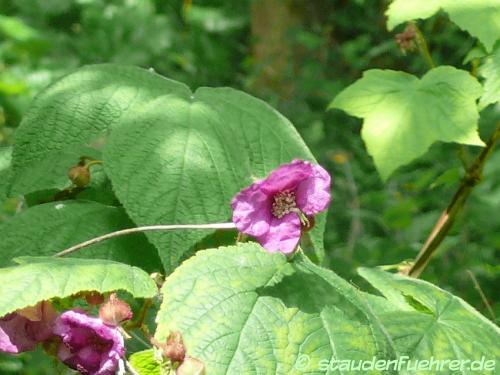 Image Rubus odoratus