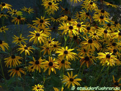 Image Rudbeckia fulgida var. sullivantii 'Goldsturm'