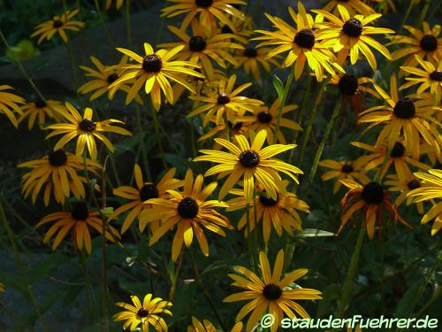 Image Rudbeckia fulgida var. sullivantii 'Goldsturm'