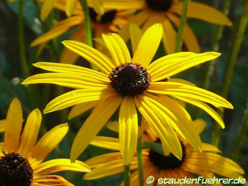 Bild Rudbeckia fulgida var. sullivantii 'Goldsturm'