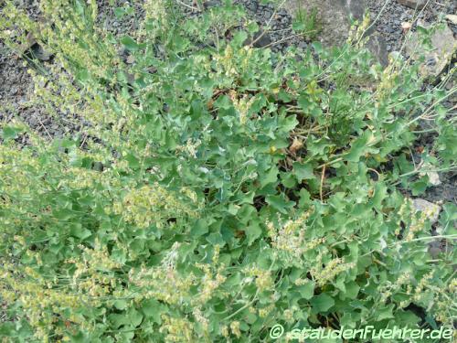Rumex scutatus - Schild-Ampfer Bild Rumex scutatus