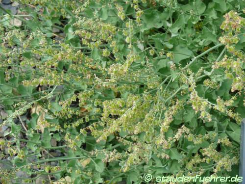 Rumex scutatus - Schild-Ampfer Bild Rumex scutatus