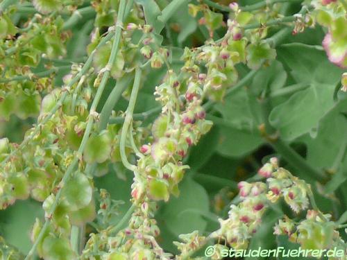 Image Rumex scutatus