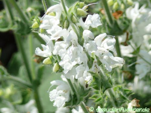 Bild Salvia argentea