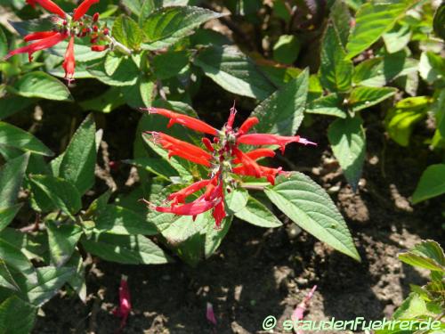 Bild Salvia elegans