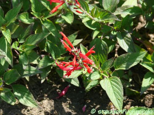 Bild Salvia elegans