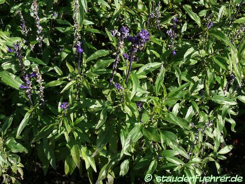 Bild Salvia farinacea 'Rhea'