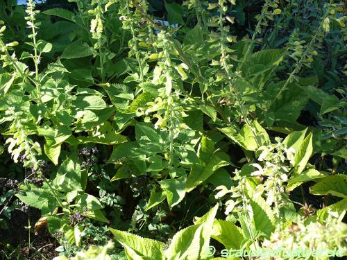 Bild Salvia glutinosa