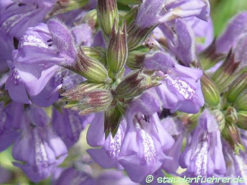 Bild Salvia lavandulifolia