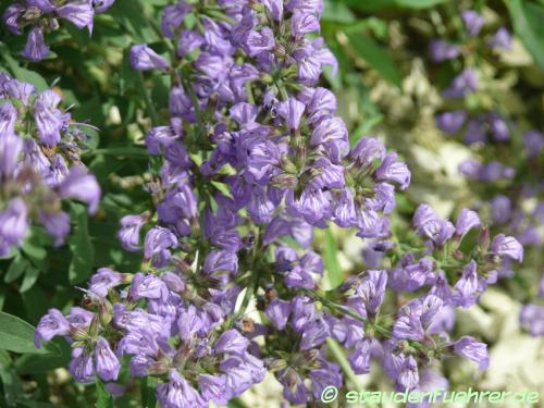 Image Salvia lavandulifolia