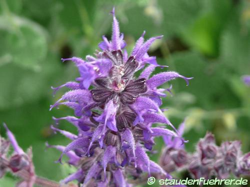 Image Salvia nemorosa 'Mainacht'