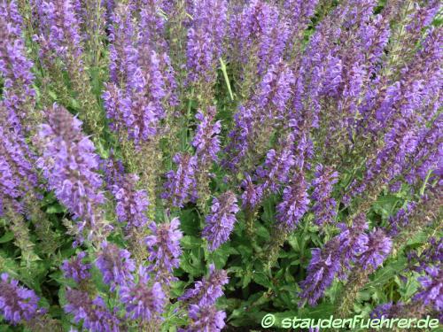 Bild Salvia nemorosa 'Rügen'