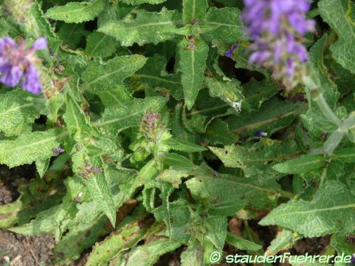 Bild Salvia nemorosa 'Rügen'