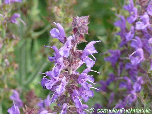 Bild Salvia nemorosa 'Rügen'