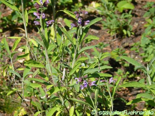 Image Salvia officinalis