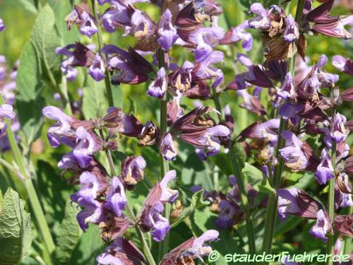 Image Salvia officinalis