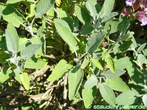 Image Salvia officinalis