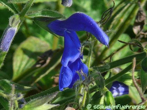 Image Salvia patens 'Ocean Blue'