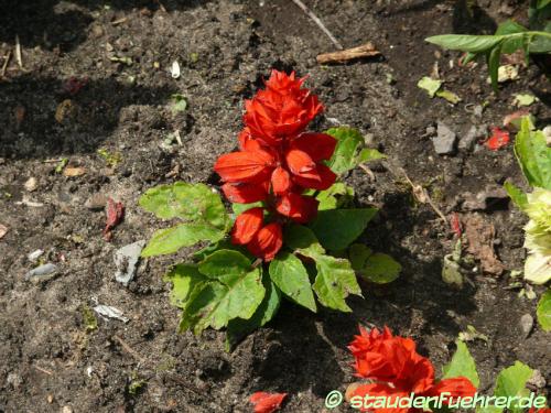 Bild Salvia splendens