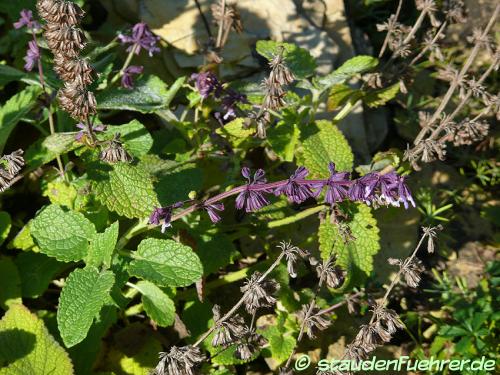 Image Salvia verticillata