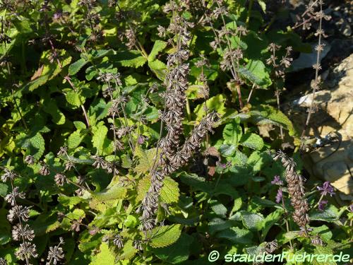 Image Salvia verticillata