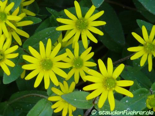 Image Sanvitalia procumbens 'Solaris'