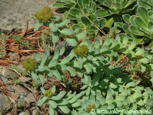 Bild Saxifraga cotyledon