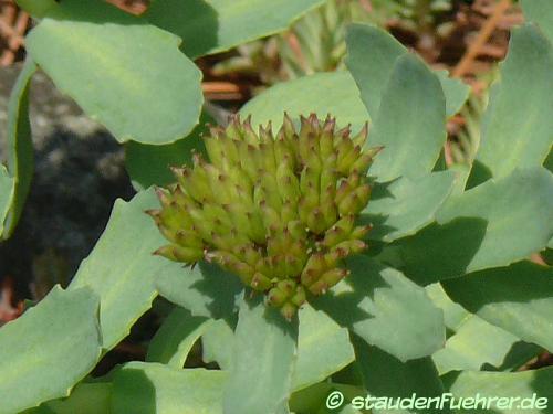 Bild Saxifraga cotyledon