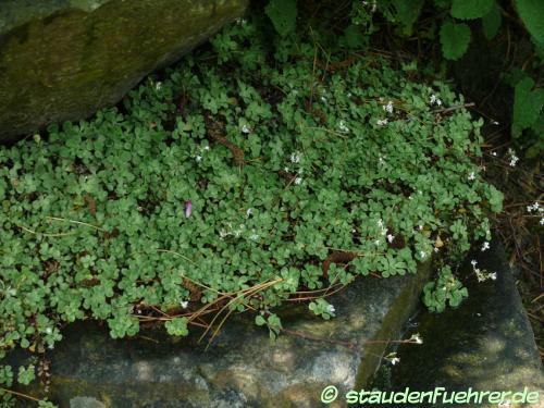 Saxifraga cuneifolia - Lesser London pride, Shield-leaved saxifrage Image Saxifraga cuneifolia