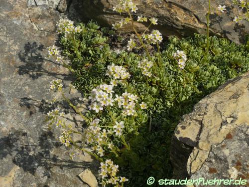 Bild Saxifraga hostii