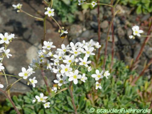 Image Saxifraga hostii