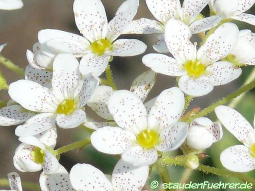 Image Saxifraga hostii