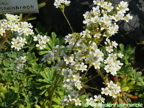 Bild Saxifraga paniculata