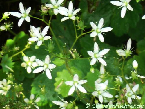 Bild Saxifraga rotundifolia