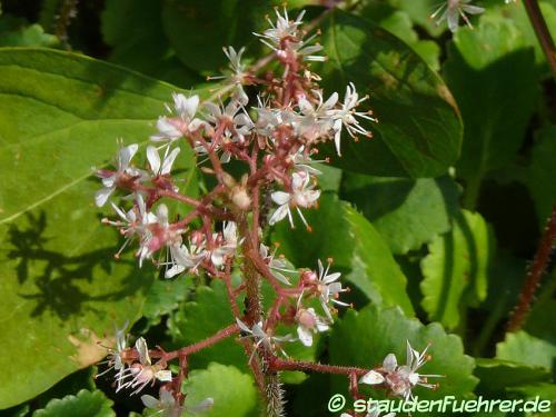 Image Saxifraga urbium