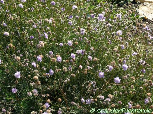 Image Scabiosa canescens