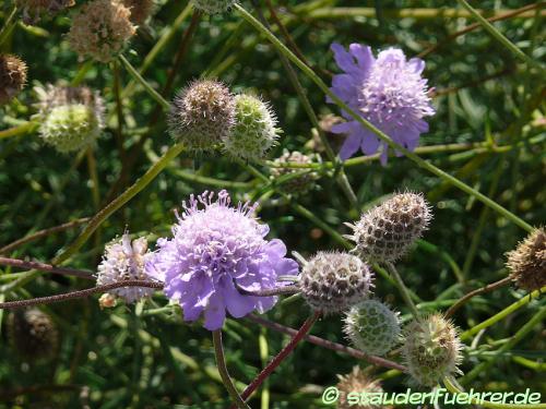 Bild Scabiosa canescens